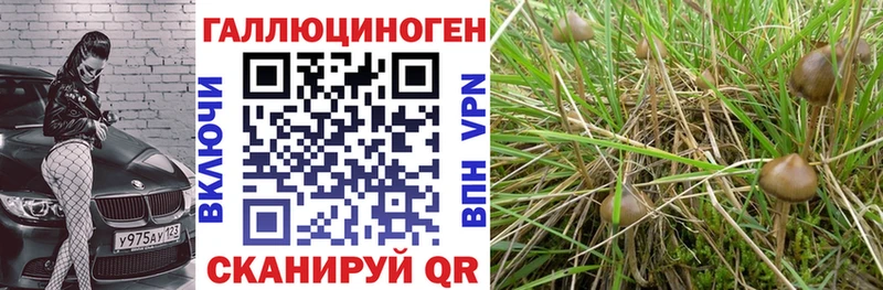 блэк спрут онион  Козельск  Галлюциногенные грибы GOLDEN TEACHER 